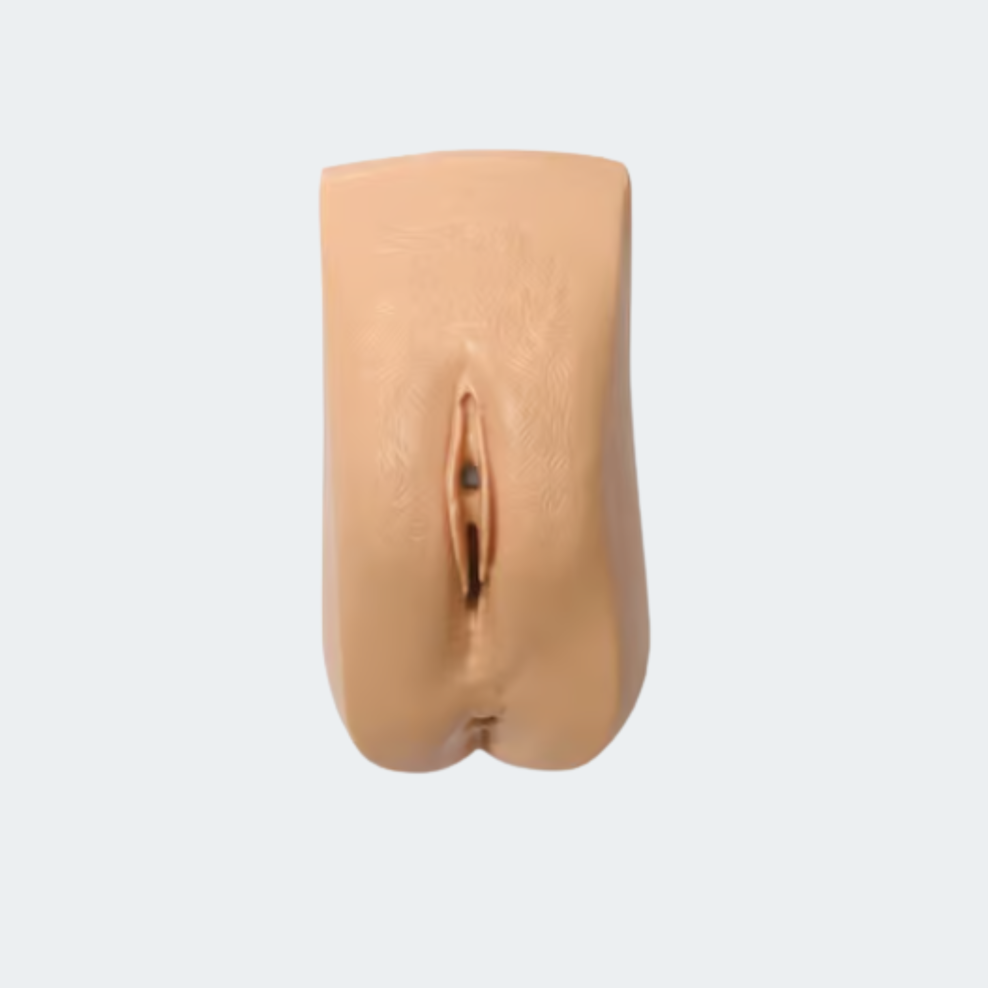 300-03950 Female Genitalia, Adult