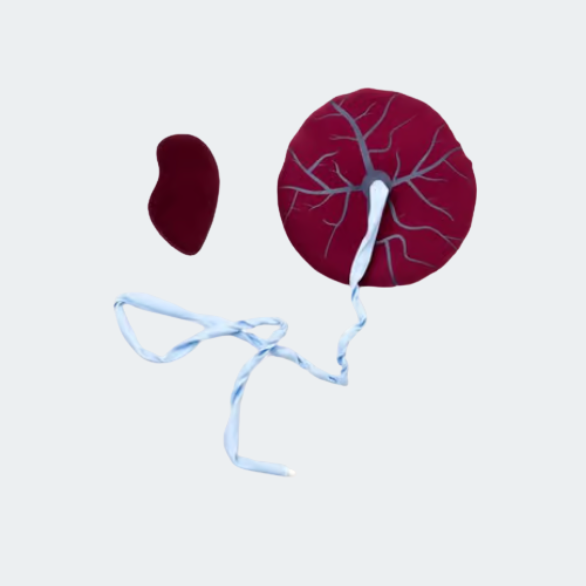 340-17033 MamaNatalie Placenta Kit