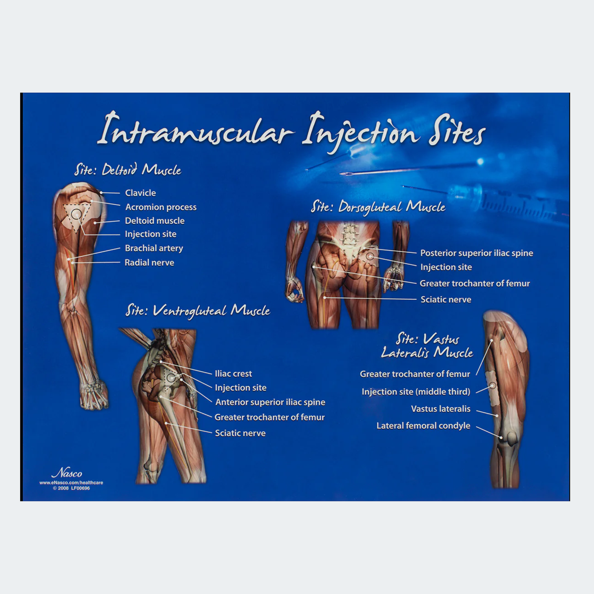 Intramuscular Injection Sites Chart SKU: LF00696 | AOSS