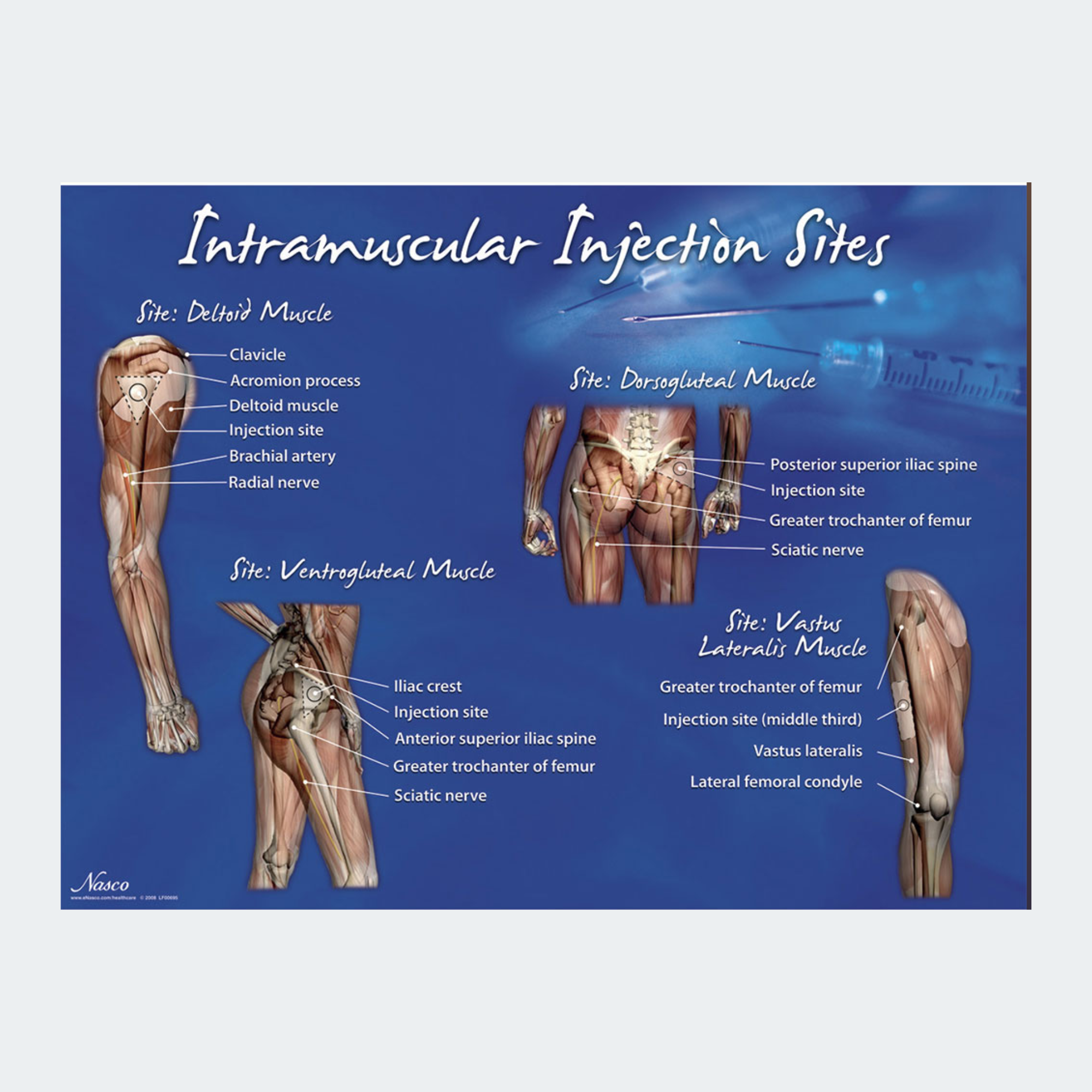 Life/form Intramuscular Injection Sites Poster | AOSS
