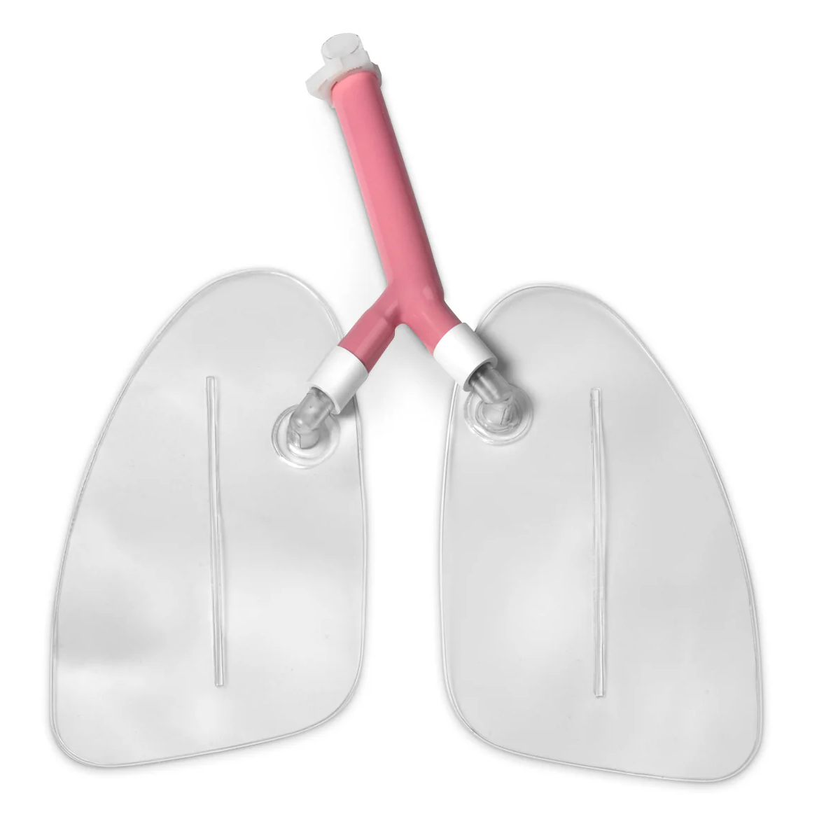 SKU: LF03605  Replacement Lungs for Life/form® "Airway Larry" Airway Management Trainer Manikins